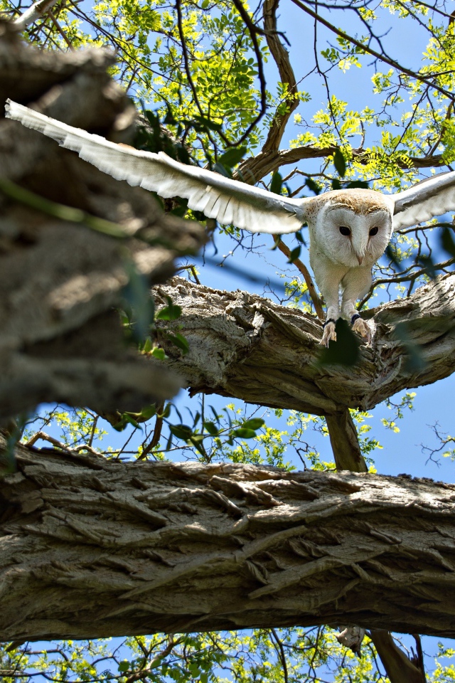 Большая белая сова взлетает с ветки