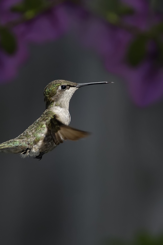 Маленькая птичка колибри крупным планом