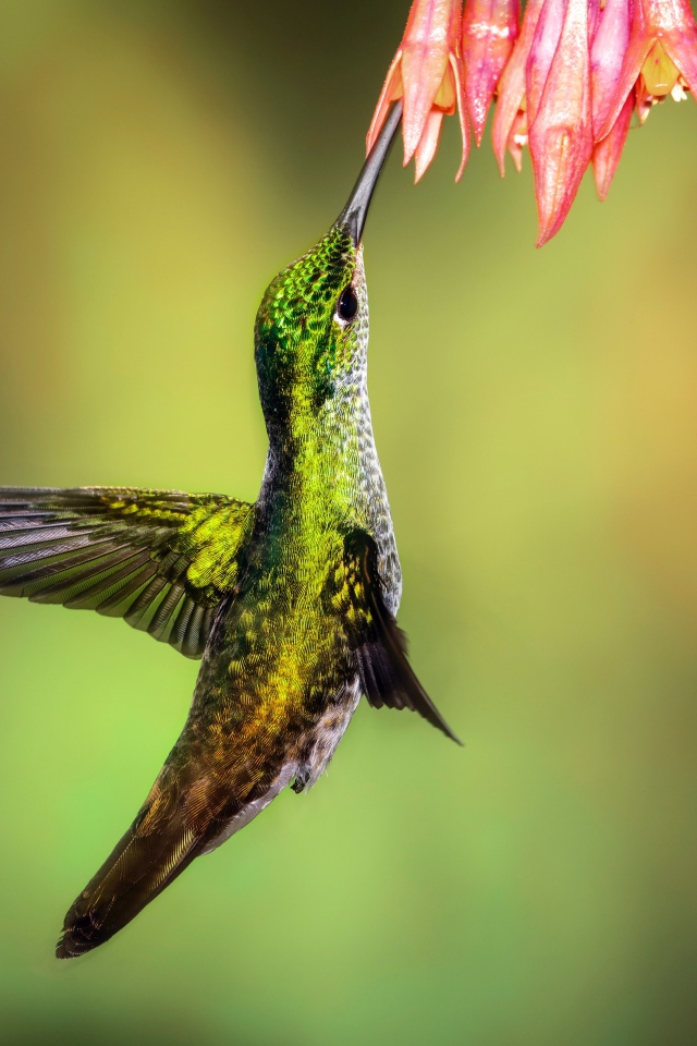 Маленькая птичка колибри собирает нектар на цветке
