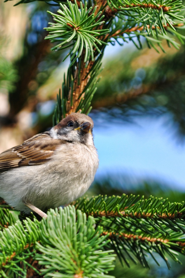 Маленький серый воробей сидит на еловой ветке