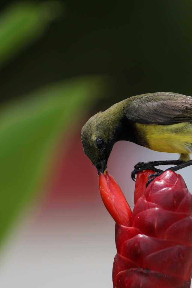 Маленькая птица колибри кормится на красном цветке
