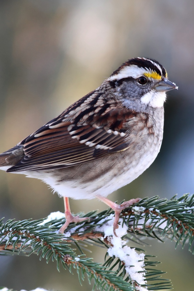 Маленький воробей сидит на еловой ветки зимой