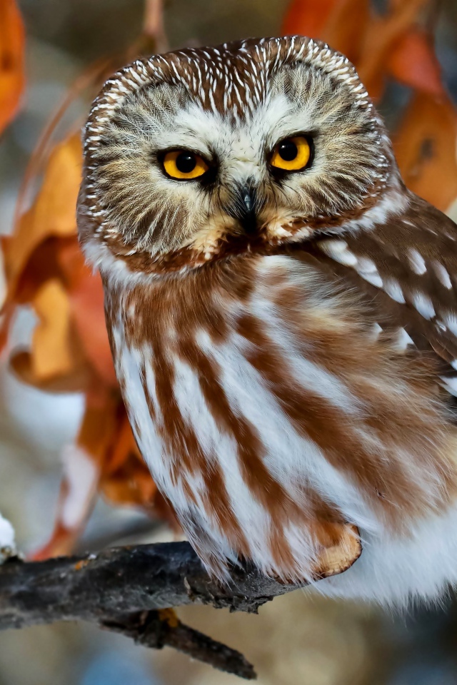 Красивая большая сова с желтыми глазами сидит на ветке