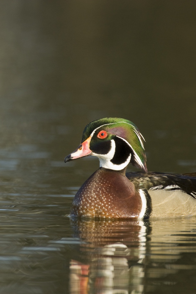 Красивая утка в воде крупным планом