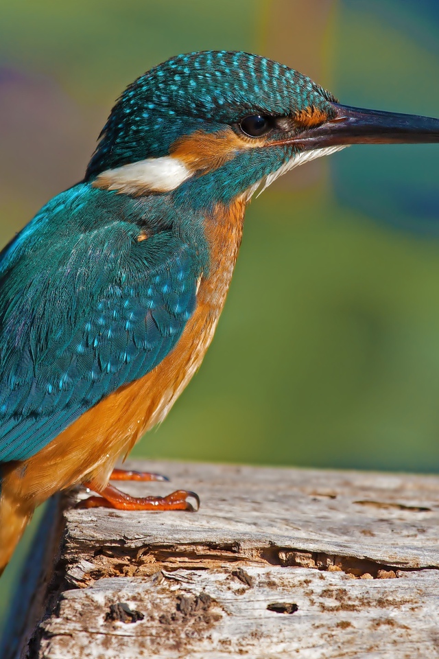 Красивая маленькая птичка зимородок сидит на дереве