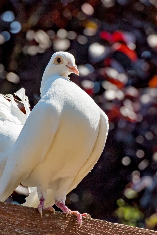 Красивый белый голубь крупным планом