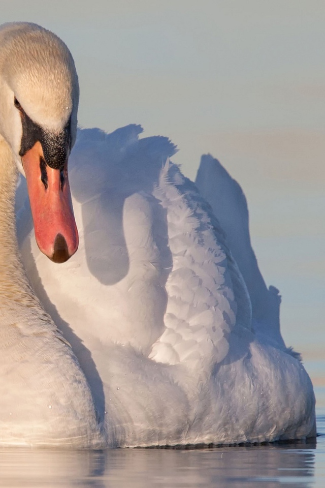 Красивый белый лебедь в воде