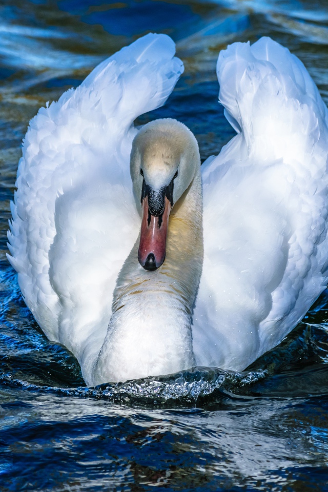 Красивый белый лебедь в воде крупным планом