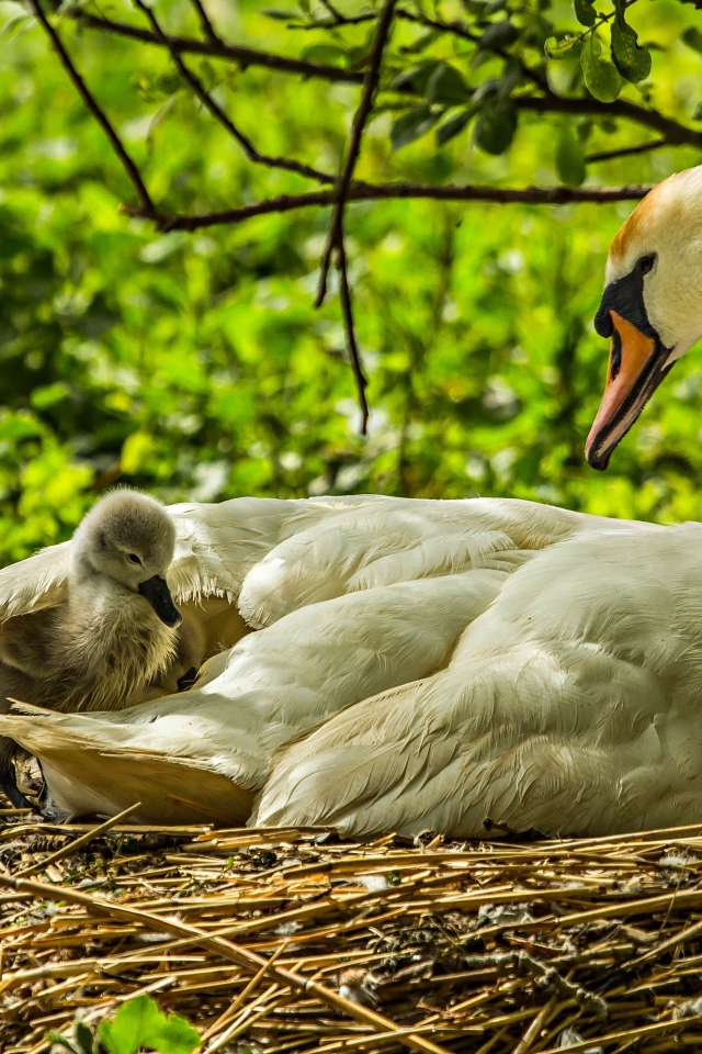 Красивый белый лебедь с птенцами в гнезде