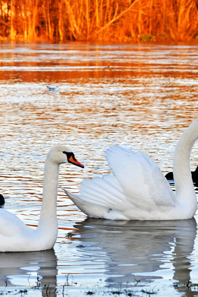 Красивые белые лебеди на пруду