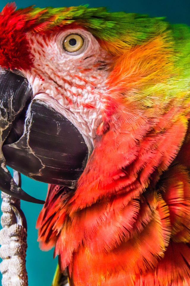Большой попугай крупным планом