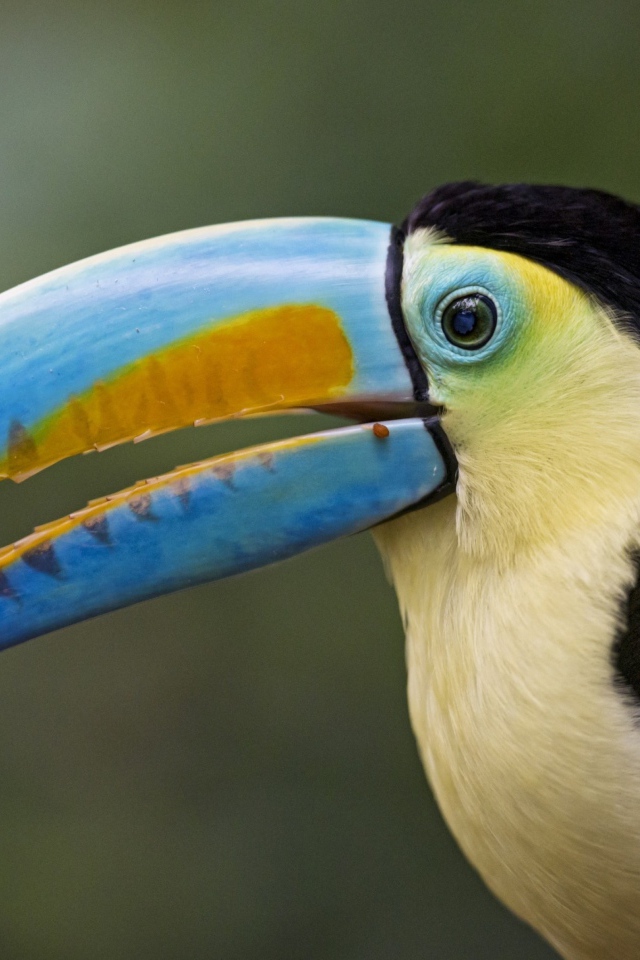 Большой красивый тукан с виноградом в клюве