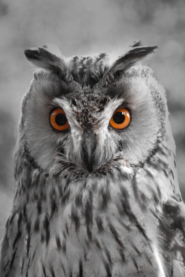 Большая серая сова с желтыми глазами