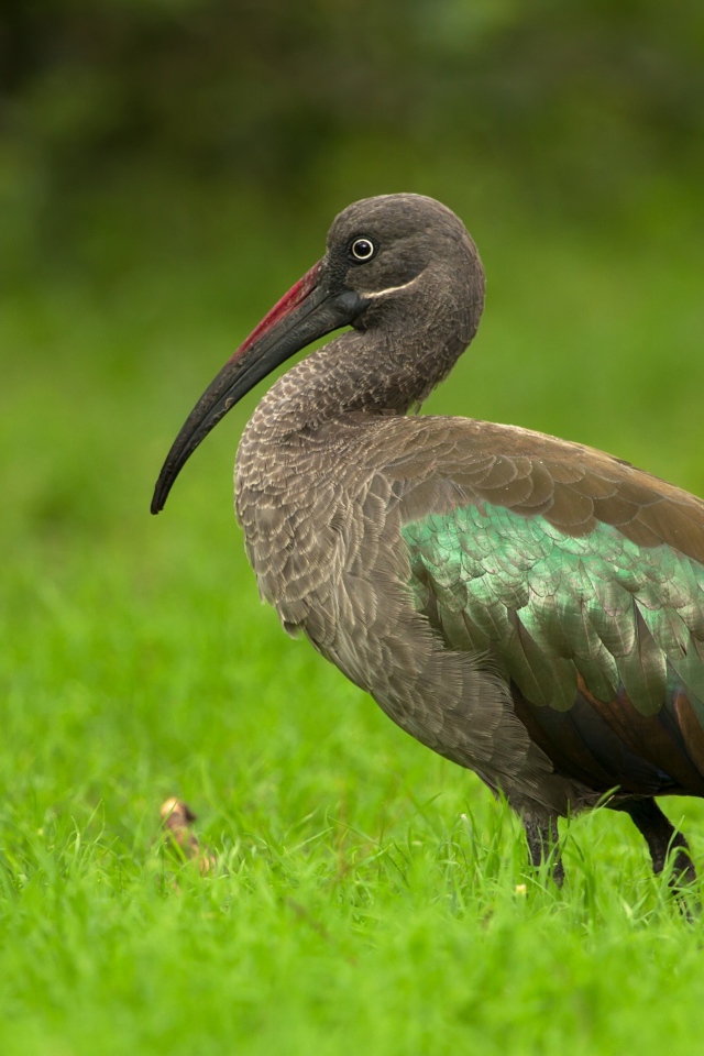 Большой ибис в зеленой траве крупным планом
