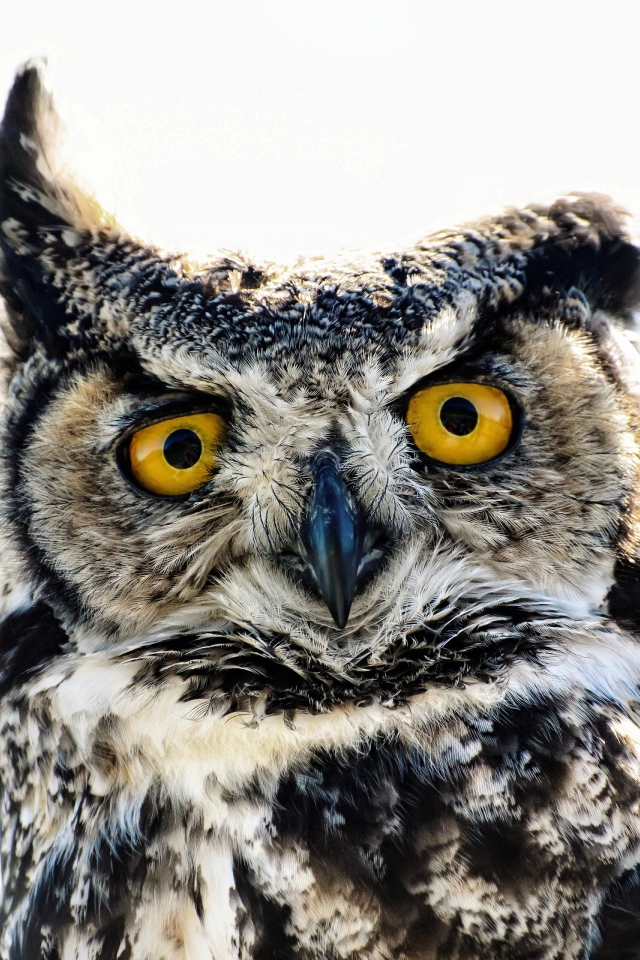 Большая сова на белом фоне крупным планом