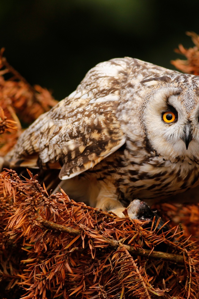 Большая сова с желтыми глазами на ветке 