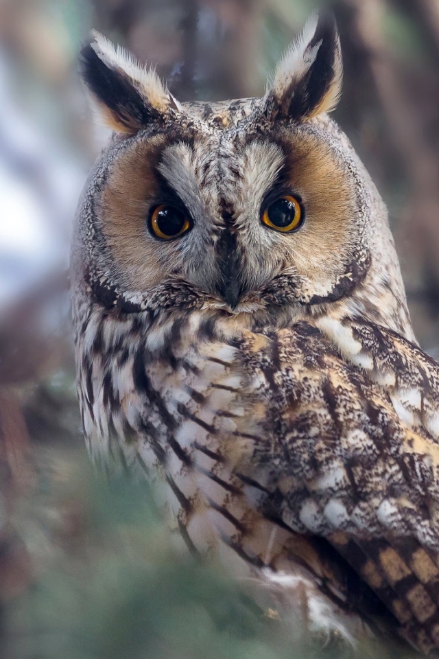 Большая сова с желтыми глазами на дереве