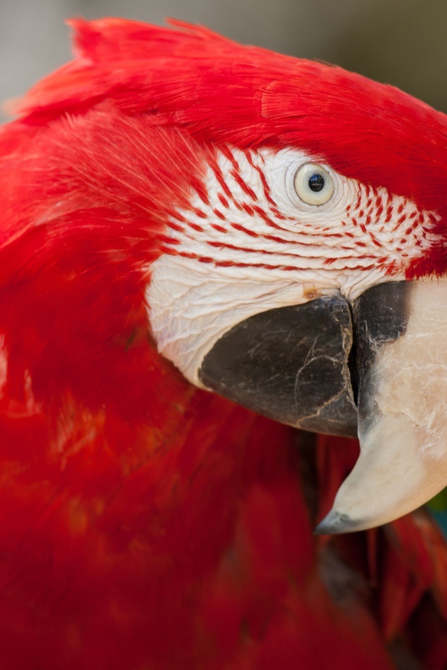 Большой красный ара крупным планом