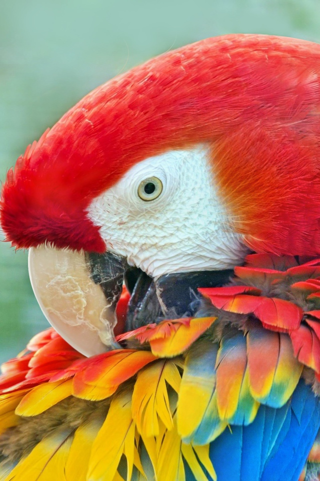 Большой красный ара с яркими перьями крупным планом