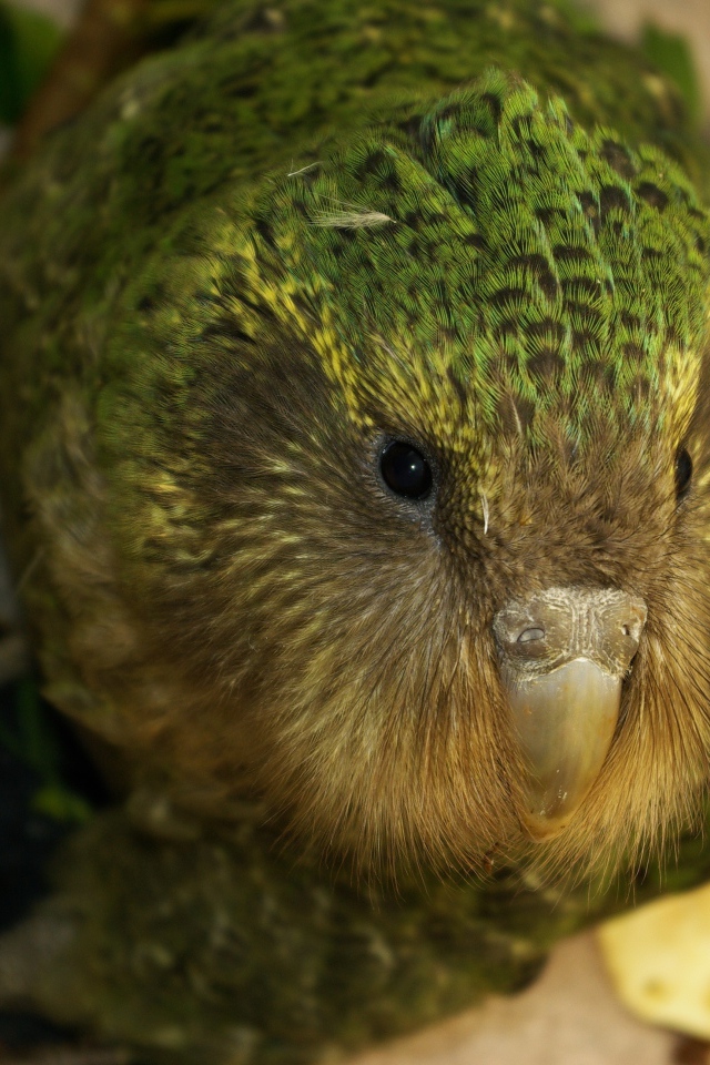 Птица Какапо крупным планом