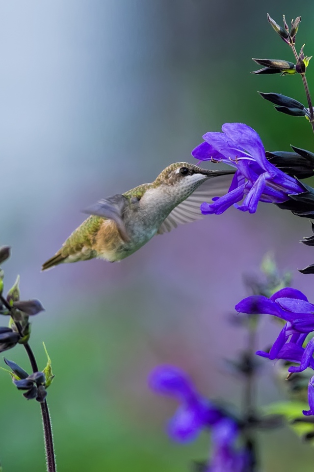 Птица колибри у фиолетового цветка