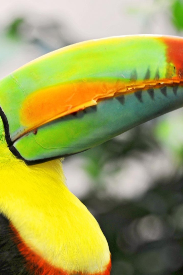 Птица тукан с большим клювом