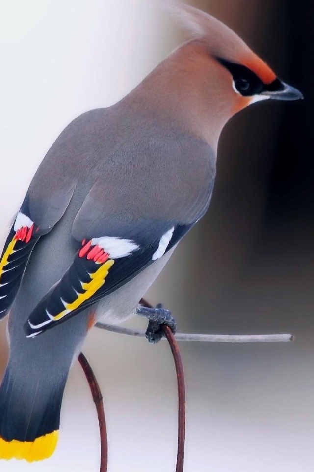 Птица свиристель на ветке с красной калиной