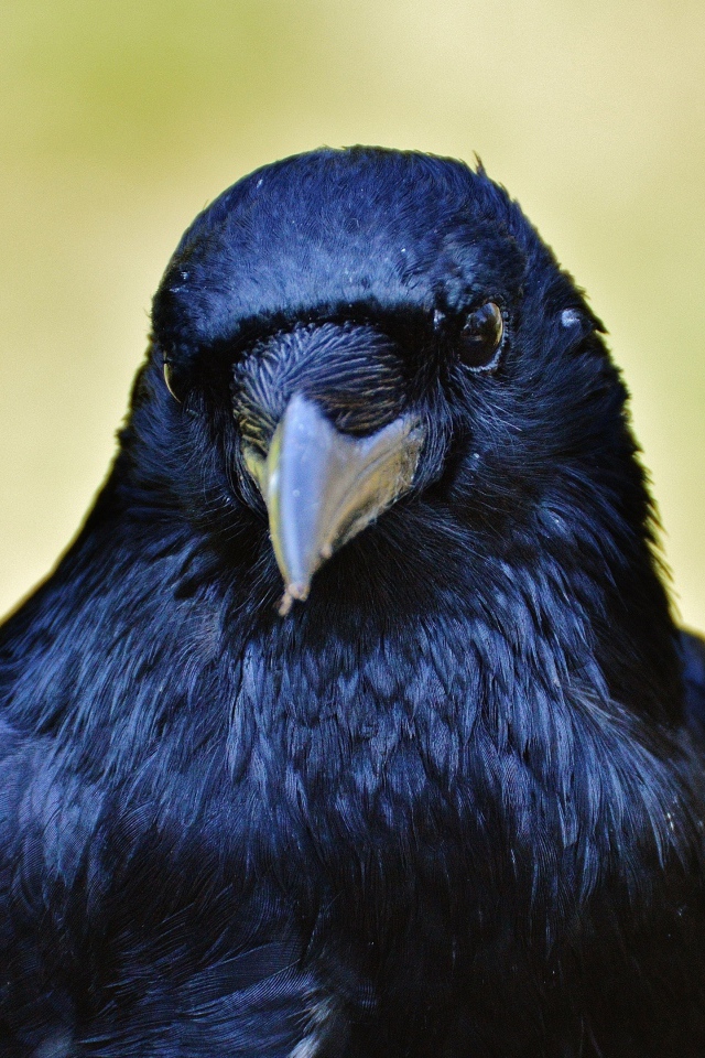 Черный ворон крупным планом