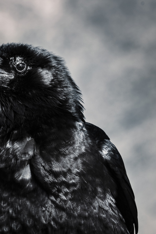Черный ворон крупным планом на сером фоне