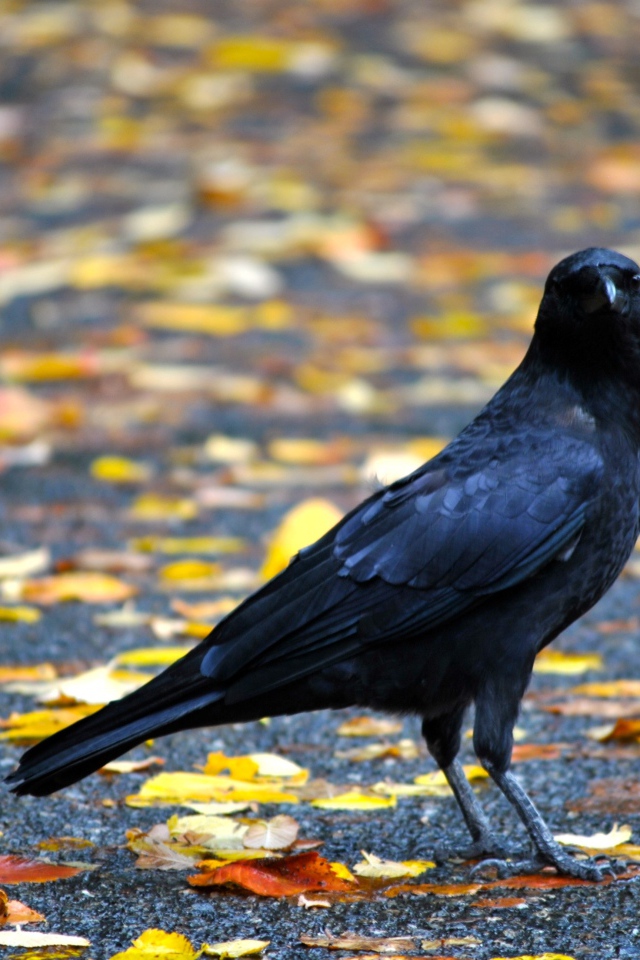 Черный ворон на земле с желтыми опавшими листьями осенью 