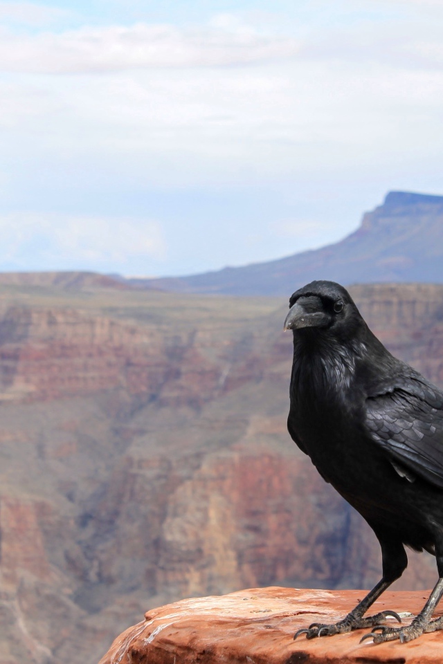 Черный ворон сидит на скале на фоне неба