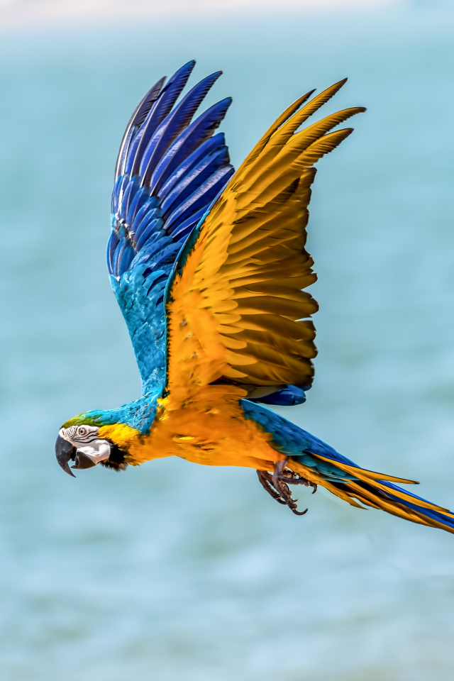 Попугай голубо-желтый ара летит над водой