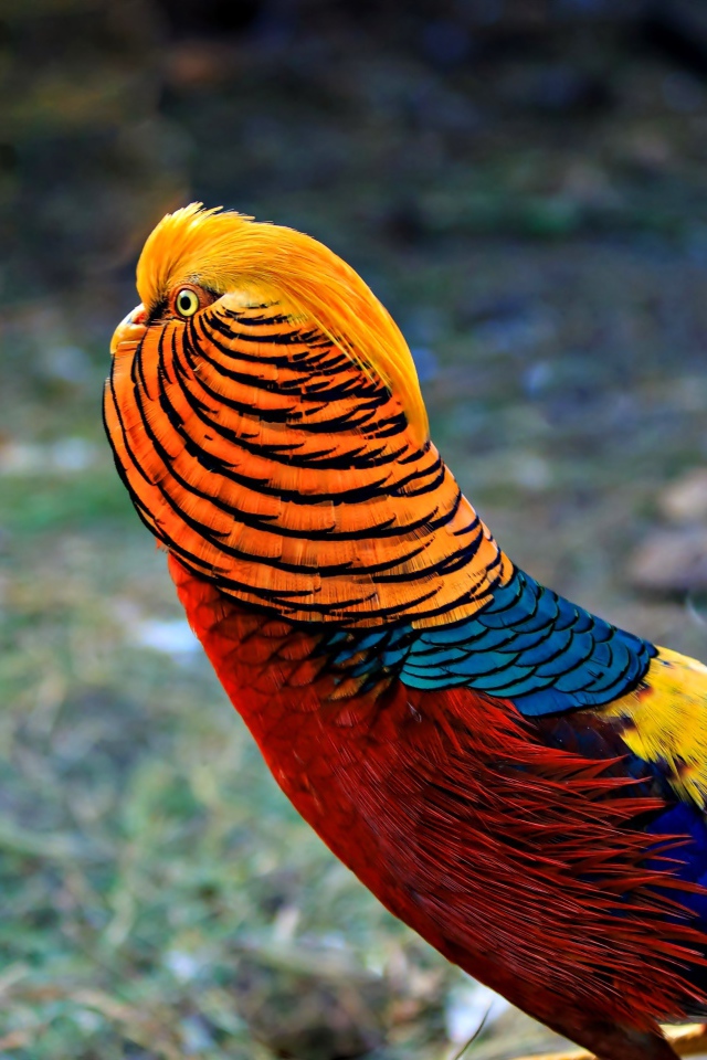 Яркий красивый золотой фазан