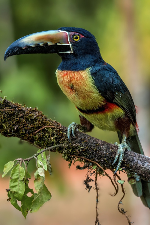 Ошейниковый арасари с длинным клювом на ветке