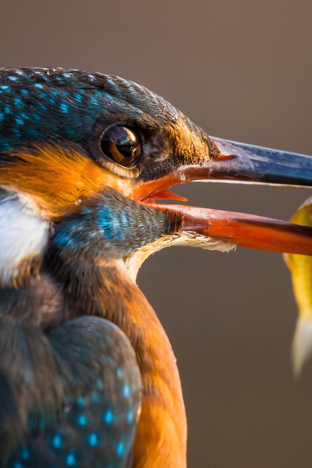 Птица обыкновенный зимородок с рыбой в клюве