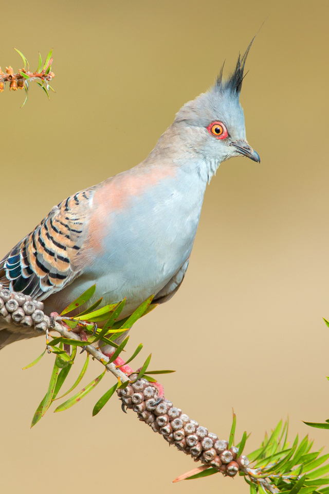 Хохлатый бронзовокрылый голубь на ветке дерева