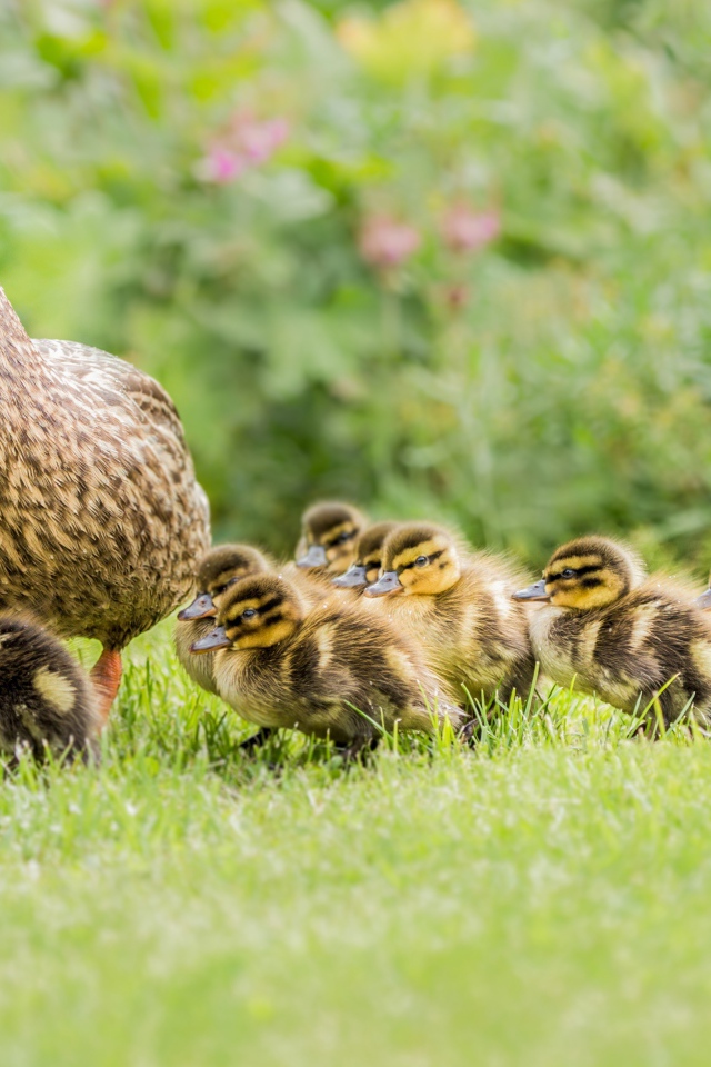 Утка с маленькими утятами идет по зеленой траве
