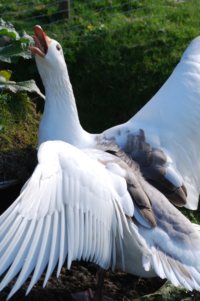 Злой белый домашний гусь