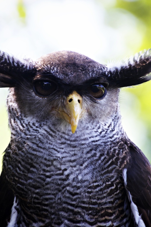 Забавная сова крупным планом