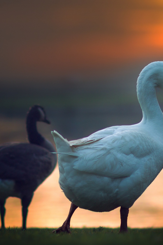 Гуси на фоне солнца на закате