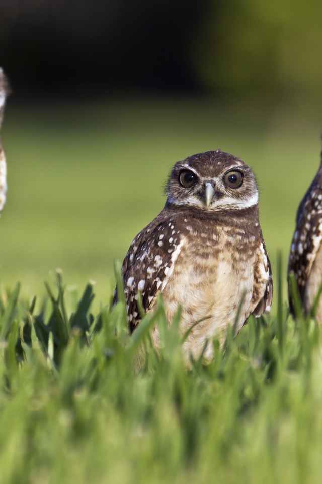 Серые совы сидят в зеленой траве