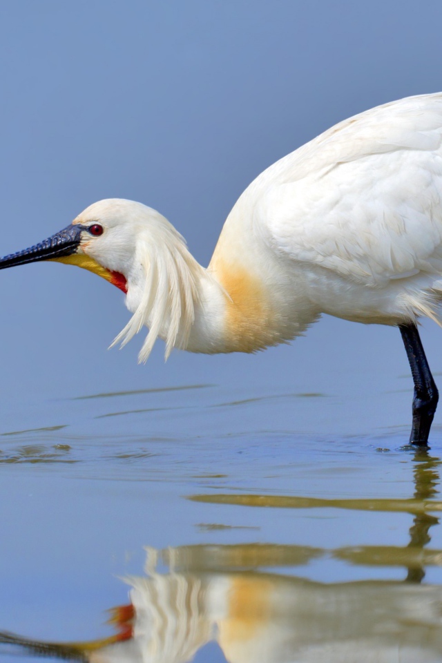 Большая белая цапля в воде 