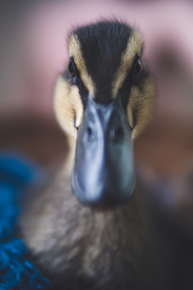 Голова утки крупным планом 