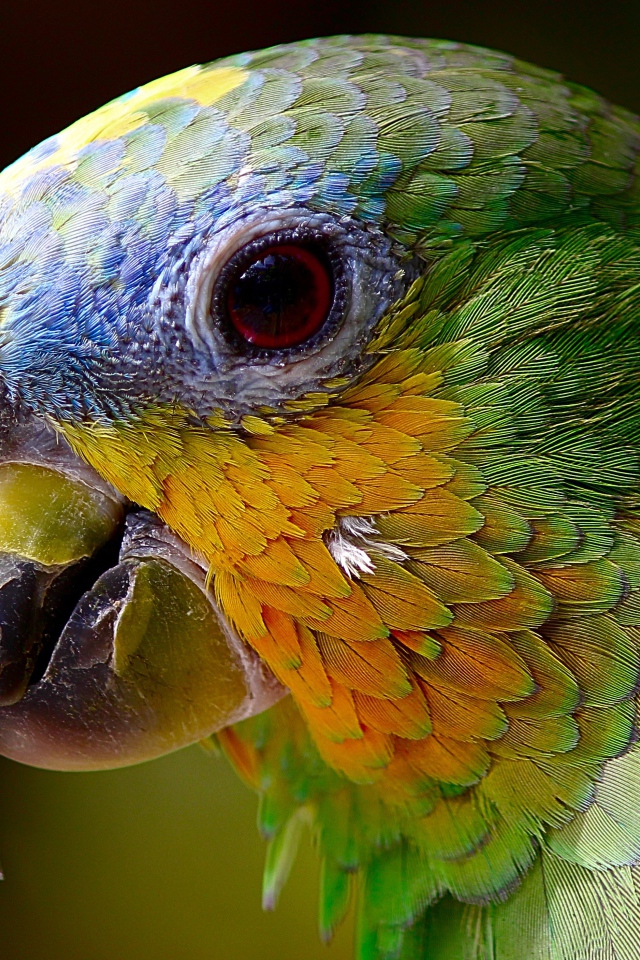 Голова зеленого попугая крупным планом