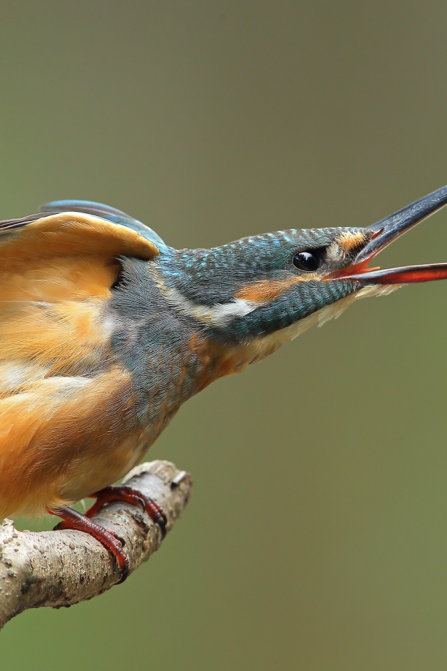 Зимородок с открытым клювом на ветке