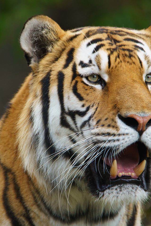 Большой тигр с открытой пастью