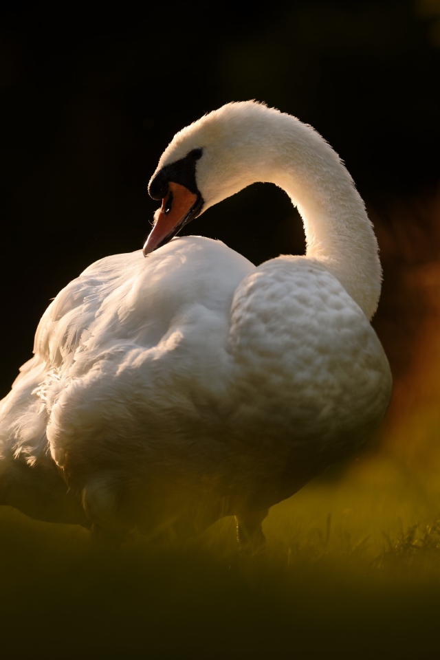 Большой белый лебедь стоит на зеленой траве