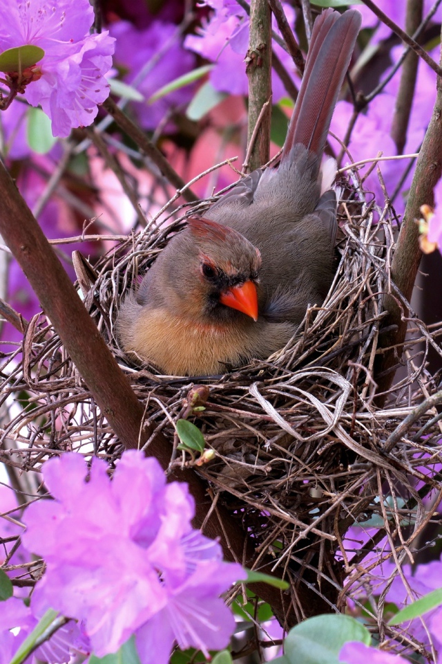Маленькая птичка кардинал в гнезде среди цветов