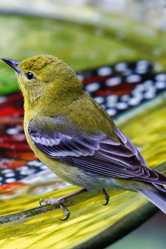 Маленькая птичка пьет воду