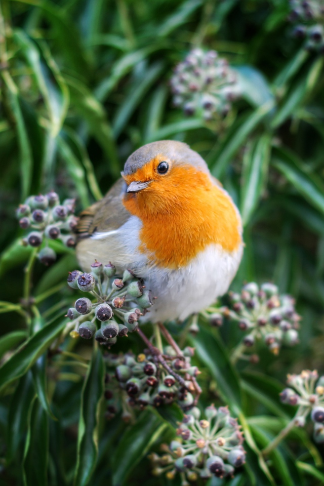 Маленькая птичка зарянка сидит на ветке